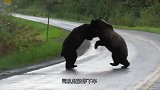 司机开车偶遇两头熊，一言不合就打架，这谁敢靠近啊！