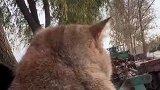 小猫偷偷溜出家门，被抓后一脸不情愿