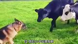 搞笑配音狗子：这牛看着就不好惹！我得老实点啊