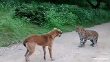 什么叫做怂，这只美洲豹就是，被一条土狗吓住了