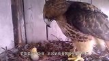 男子把老鹰蛋换成鸭蛋，孵化完成后，老鹰的反应大家别笑