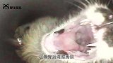 石墙内传出求救声，男子凿开石墙，竟是一只猫咪，让人一阵心酸