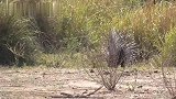 花豹与豪猪的偶遇：无处下嘴，尴尬的离开