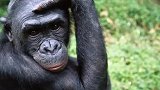 人类在创造“智慧生物”？研究发现，老鼠在进化，智商越来越高绿水青山青海情  宁夏中房西宁公司