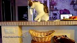 调皮猫咪上线，这玩耍的姿势真新奇，笑得我都岔气了！