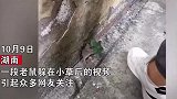 老鼠被一男子堵在墙根，瑟瑟发抖不敢动弹，随后举动太搞笑了