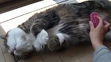 主人给肥猫梳毛，结果这货舒服到伸了个懒腰
