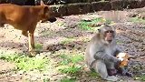 大黄狗看到老猴王吃面包，抢一点就跑，搞笑