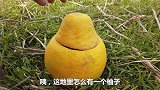 二货主人用柚子给小仓鼠做了一个窝，窝里面住着一只小仓鼠