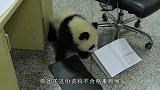 熊猫企图“越狱”，被罚面壁思过，熊猫：天理何在