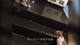 2只猫正准备开战，突然被汪星人叼走一只：打赢坐牢打输住院！