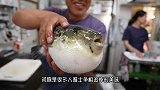 当河豚膨胀时，用针扎会“爆炸”吗？结果让人出乎意料