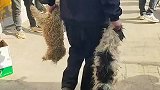 小泰迪犬被抛弃了狗狗被吓坏了