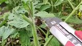番茄苗的嫁接技术，有人知道原理吗