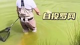 好大的一条鱼，自投罗网