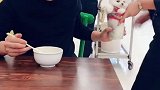 不许动我的茶杯犬……