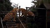 两只老虎为抢占地盘,直接干了起来,场面太吓人了