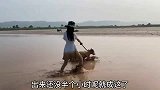 说出来你们可能不信，我严重怀疑，我家二哈想谋杀我