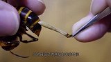 为了生存不折手段，金小蜂将蟑螂制作成傀儡，帮自己养育幼虫