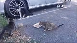 母爱伟大！流浪母猫为了让小猫吃的安心，自己火拼其它猫