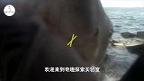 鲨鱼对血液有多敏感？老外潜入水下亲测，摄像机拍下全程