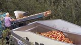 我们摘苹果，看看美国人是怎么用机器收割苹果的，效率是人工百倍