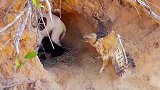 金雕不仅能够猎杀山羊，还能捕杀野狼，金雕战力到底有多猛？
