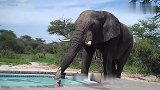 男子野外游泳偶遇大象，这货口渴去喝洗澡水，场景真是滑稽搞笑