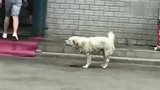 即使流浪了，这只流浪狗也很有礼貌的向人要东西吃