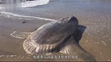 海滩惊现“巨型海怪”！专家是海洋发来的警告，镜头拍下全程！