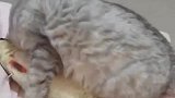 猫：哎呀，我的鱼鱼好幸福呀！