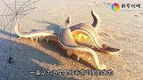 被冲上海滩的5个不明怪物，遇到这种不能碰！你在海滩有见过吗？