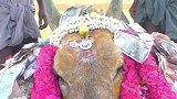 印度村民为一头公牛举办葬礼 送葬队伍绵延不绝无人戴口罩