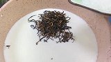 自制火龙果珍珠奶茶