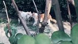 猫：吓我一跳，你是想找打挨么！