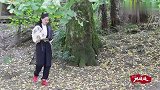 路边常见的木芙蓉，姑娘摘来和猪脚一起炖，吃一口便停不下来了