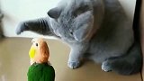 当蓝猫遇上鹦鹉，是这种反应