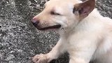 狗子：主人快点钓鱼，我又吃完了！