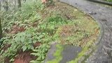 女子爬苍山路遇小狗小猫全程护送，这也太有灵性了吧