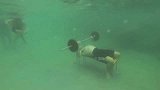 水上项目-14年-男子水下健身锻炼进行举重 闭气持久破世界记录-新闻