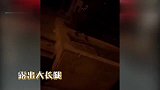 王思聪开劳斯莱斯带女友逛街，全程撑伞呵护有加