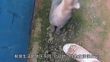 拼颜值的世界里，这种动物却以自己的丑而自豪，凭借丑活下来的