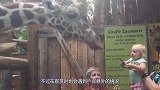 河马突然控制不住身体，排泄堪比“机枪”，游客后悔没带伞！