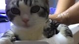 给猫咪洗澡要注意细节，不让猫咪就会不配合