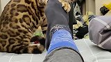猫咪是人类的好朋友孟加拉豹猫 喵星人  萌宠出道计划  新歌我害怕鬼