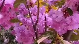 朋友们节日好！给你们送花花来了