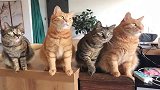 猫咪：祝你顺风顺水顺财神，最右边的哪位太入戏了吧！