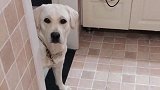 主人走到哪里拉布拉多跟到哪里，一听给它洗澡，撒腿就跑
