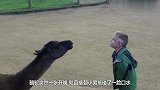 小男孩在动物园欣赏骆驼,做出一个亲吻动作,骆驼回应太搞笑了