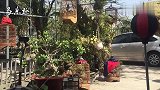 坐拥一个小院，闭眼聆听鸟叫，惬意人生不过如此吧？